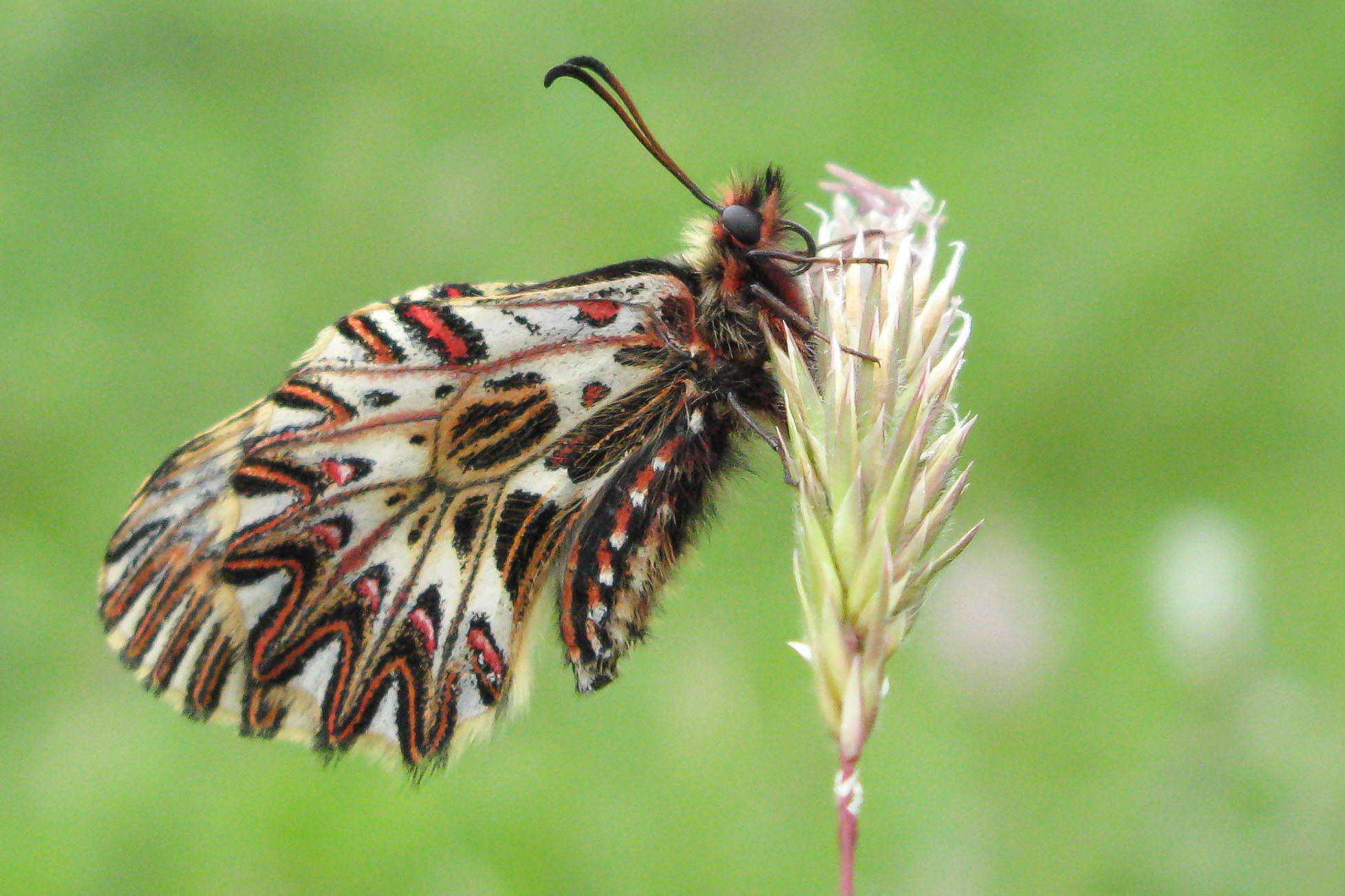 Italian festoon  - Zerynthia cassandra